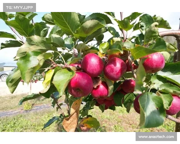 高地红石榴种植技巧与养护全攻略教你轻松打造丰收果园 高地红石榴种植技巧与养护全攻略教你轻松打造丰收果园