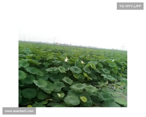 探索恐怖血脉深处家族秘辛揭开令人不寒而栗的祖先传奇故事